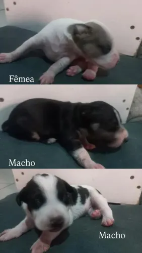 3 filhotes de cachorro para adoção responsável!