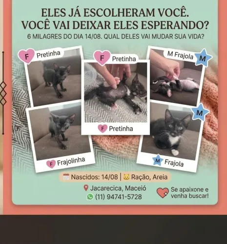 Gatos para doação FAÇO ENTREGA