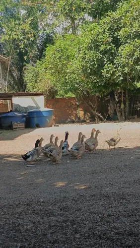Marecos adultos a venda 