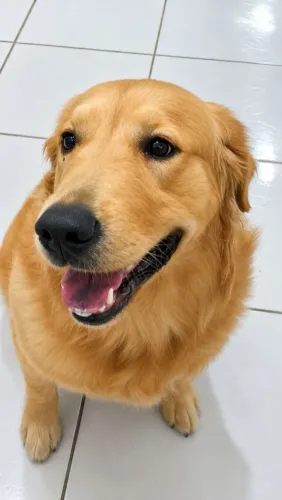 Golden Retriever Macho