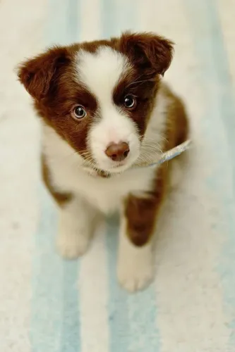 Border Collie Amor que se fortalece na convivência