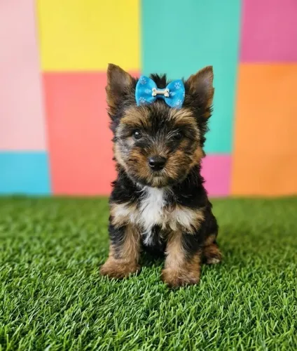 Yorkshire Mini Carinhoso