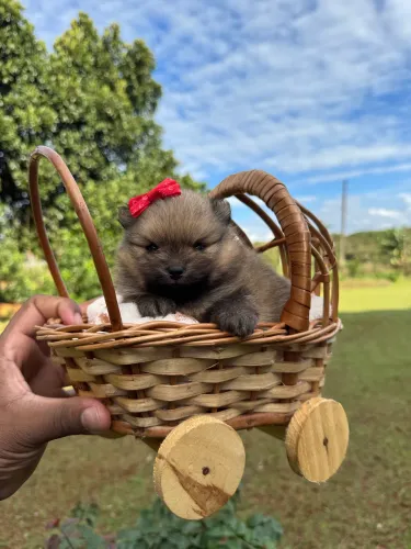 Luluzinha fêmea anão 