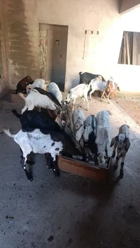 Cabras e cabritos