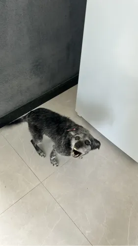 Doou cachorra super dócil