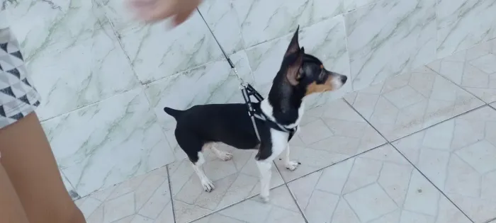 Cachorro Macho Pinscher