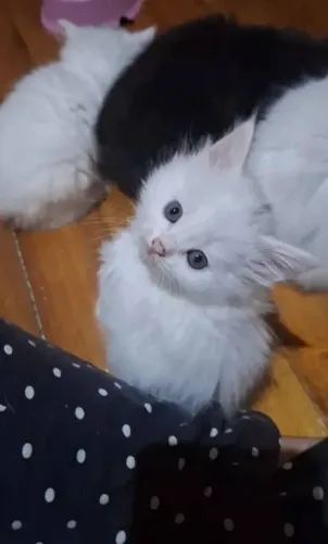 Gato da raça angorá Turco