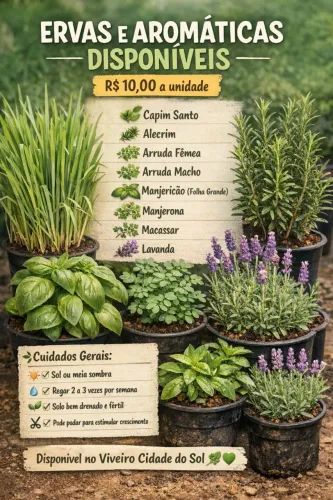PLANTAS AROMÁTICAS | KIT - Capim Santo, alecrim, arruda, manjericã, Manjerona, Macassar