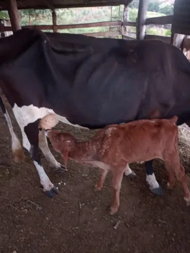 Vende 4 vaca por 4500mil cada um troca por carro ou moto chama no ZAP *