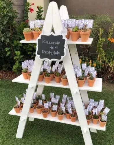 Vendo cactos 