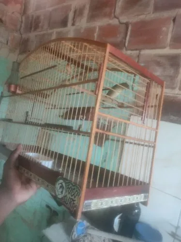 Gaiola