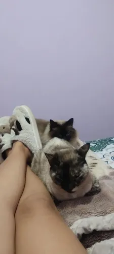 Doa se gatos