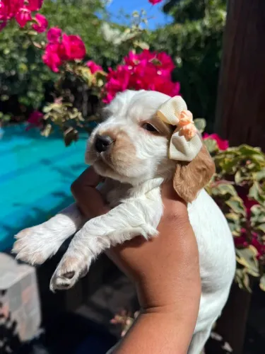 Filhote Fêmea Cocker Spaniel