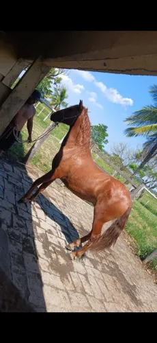 Vendo cavalo alazao 