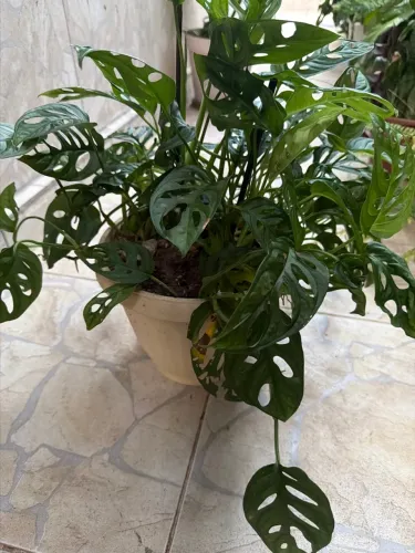 Vaso médio com planta costela de Adão, belíssima, e muito granourosa e estilos