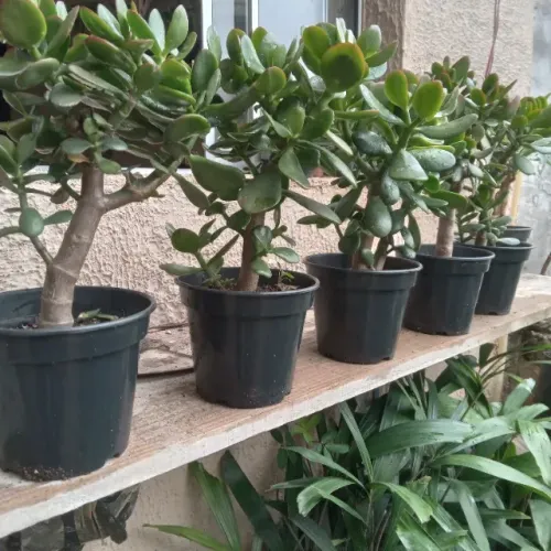 jade 25 cm