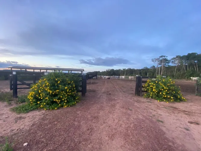 Vendo!!! fazenda 1.210 hectares excelente potencial de valorização Juara MT