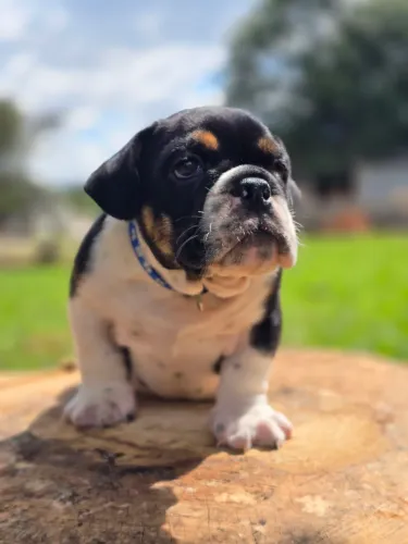 Buldogue ingles