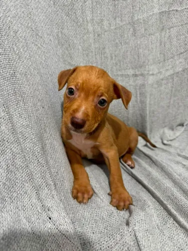 Filhoe de pit bul