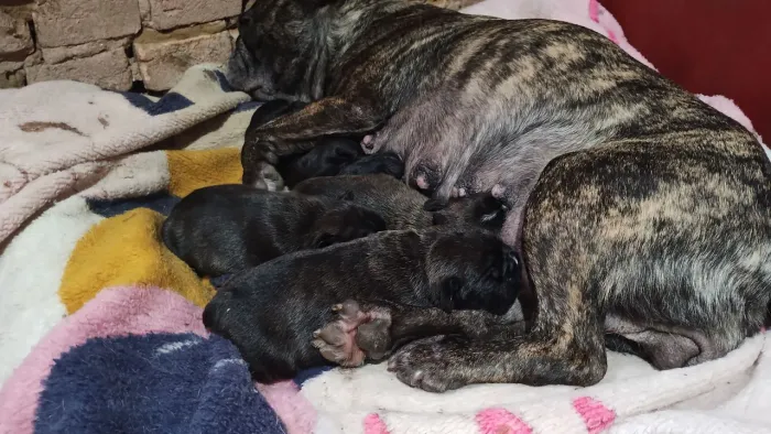 Filhote de Bulldog francês macho disponível 