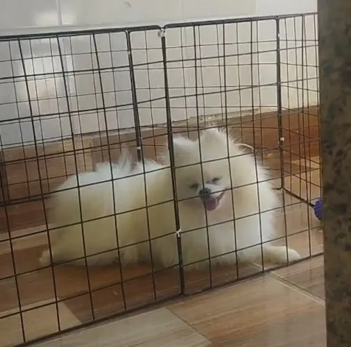 Zpits alemão macho com 1 ano e 6 meses