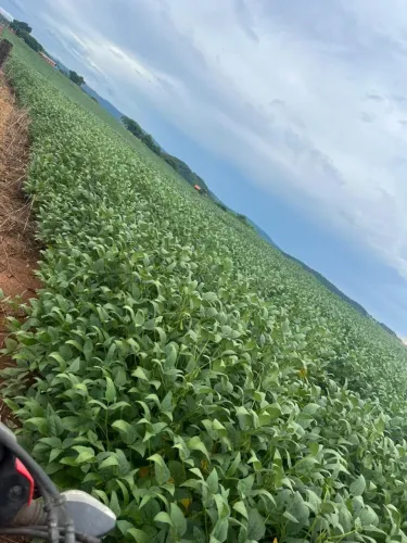 Fazenda 55 Alqueires - Lavoura!