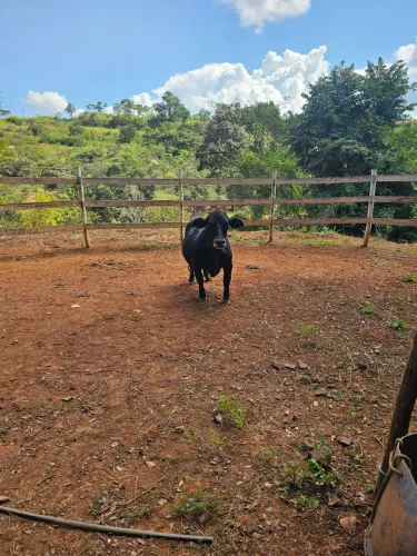 Mini vaca 