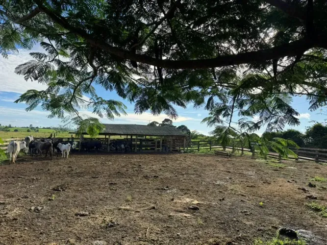 KBC-  FAZENDA DE 28 ALQUEIRES NA BR-222 | CURRAL, 2 POÇOS, 2 REPRESAS, CASAS E POMAR PRODU