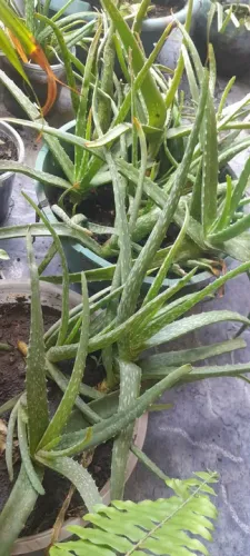 Mudas de Aloe Vera - Plantas Medicinais