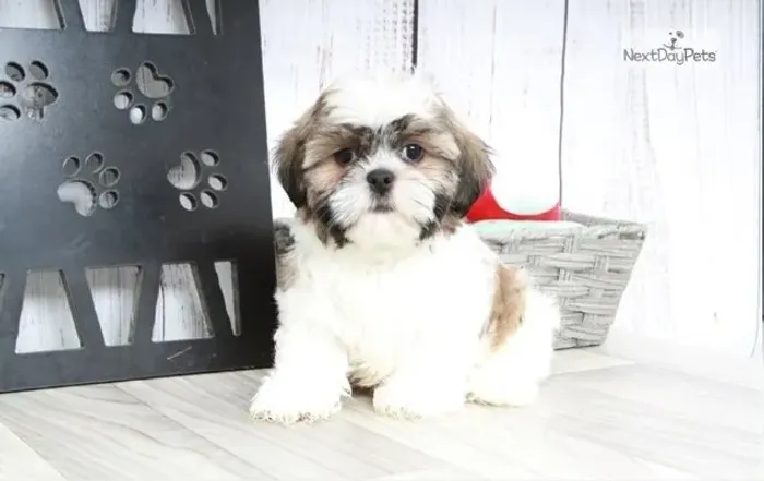 Shih-Tzu Pequeno Fêmea Tricolor Perfeita para Família