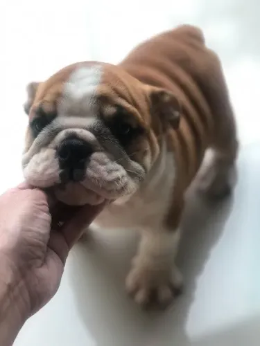 Bulldog ingles maravilhoso, e doceis, ideal para crianças