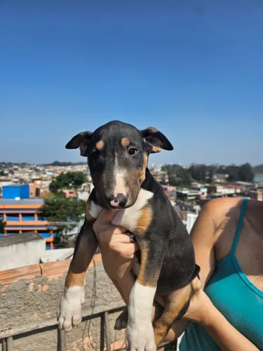 Bull Terrier Inglês: O Cão com a Personalidade Mais Divertida que Você Vai Conhecer!