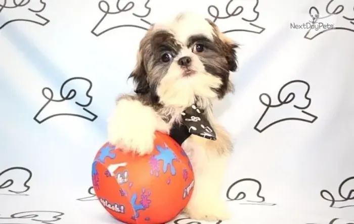 Shih-Tzu Fêmea: A Alegria que Sua Família Merece