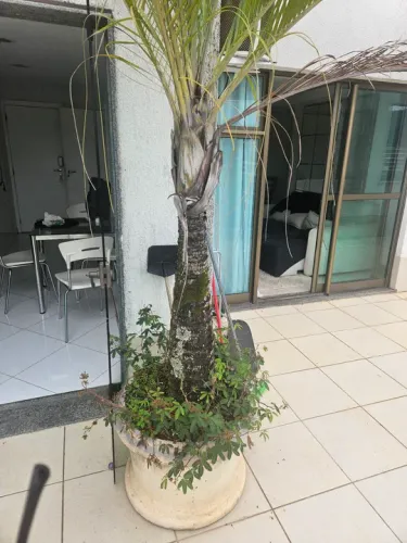 Palmeira em vaso