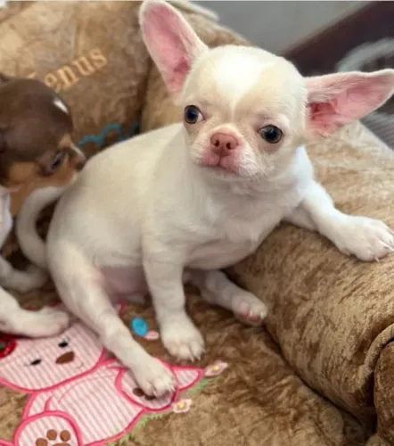 Chihuahua Macho Bege: A Doçura Que Você Sempre Sonhou!