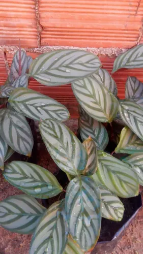 Mudas de maranta cinza Planta Ornamental