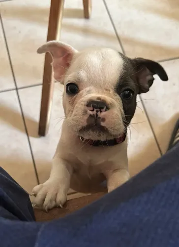 Bulldog Francês - Pequeno no tamanho, grande no coração