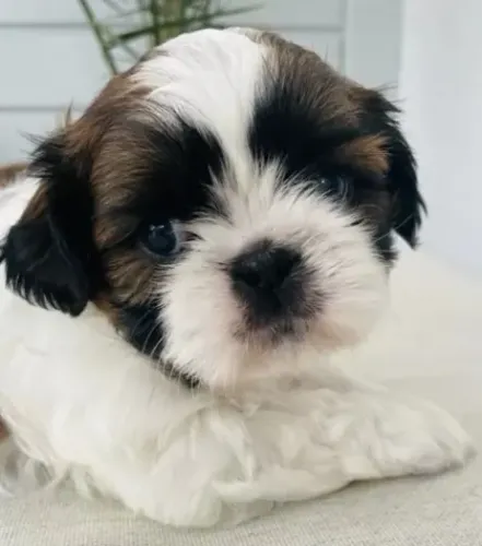 Filhotes de Shih-Tzu Mini com Parcelamento em 12x