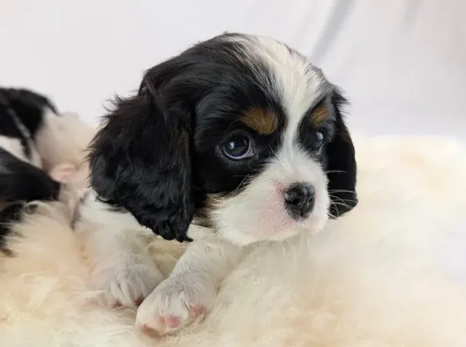 Cavalier King Charles Spaniel: sofisticação e doçura no mesmo cão