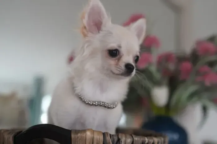 Chihuahua macho pelo longo com preço especial!!