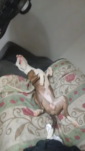Doação pitbull 7 meses 