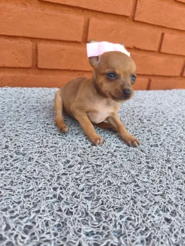 Pinscher fofinhos disponíveis agora