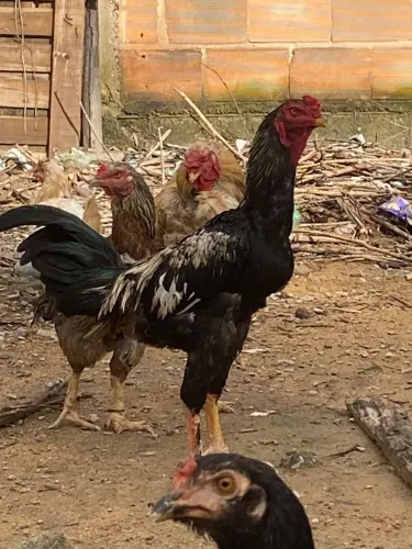 Frango indio