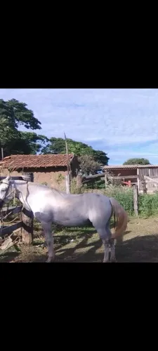 Cavalos