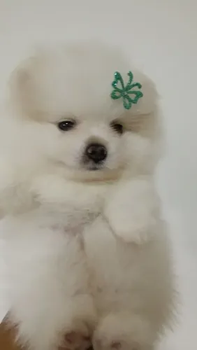 Spitz alemão, Lulu palmerania 