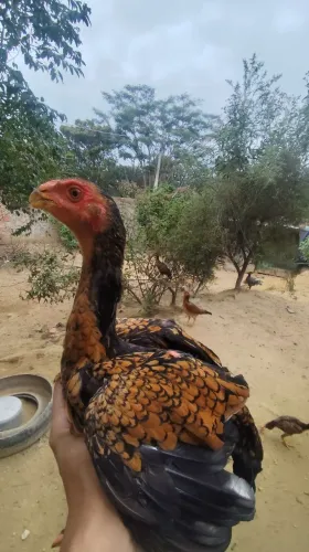 Frangas índio Shamo/bico curto 