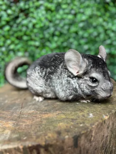 Chinchila