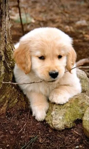 Cãozinho golden retriever linhagem selecionada saudável e dócil para o lar
