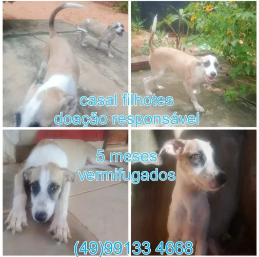 Cachorros para adoção 