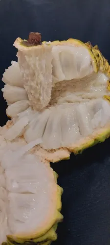 BIRIBÁ Mudas 